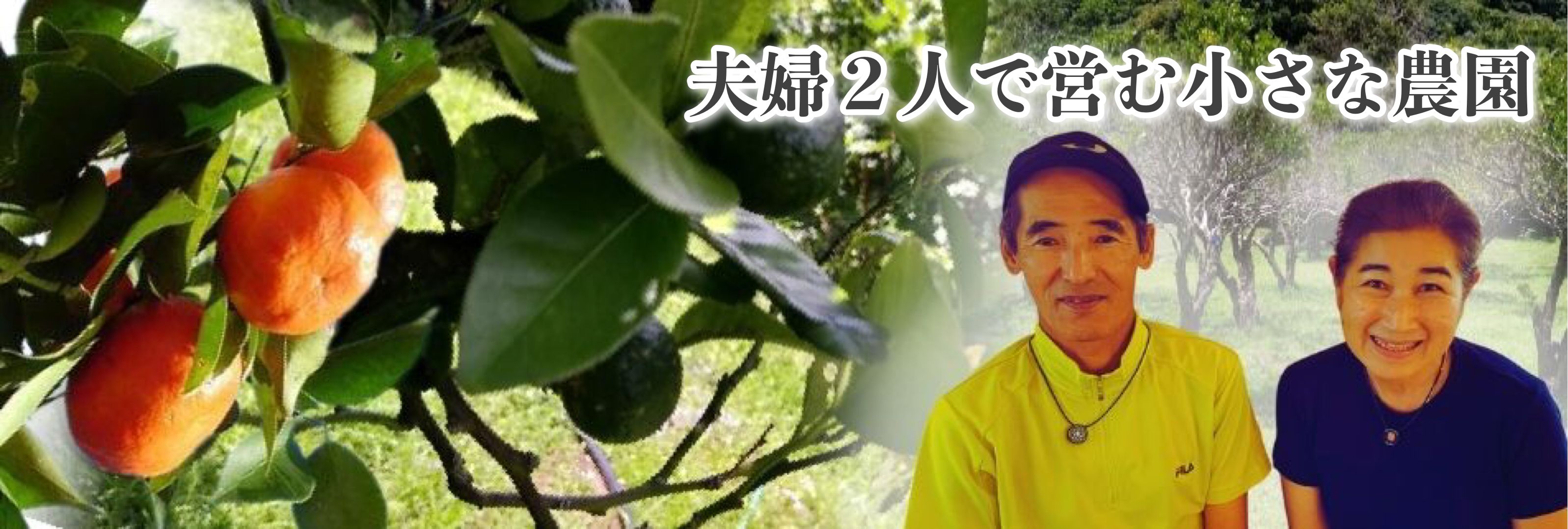 沖縄無農薬みかんの通販 座 やんばるgarden ザ やんばるガーデン 農家直送 農薬不使用 除草剤不使用の完全無農薬で育てたシークヮサー カーブチー いずみ紅等の安心安全なオーガニックみかん通販